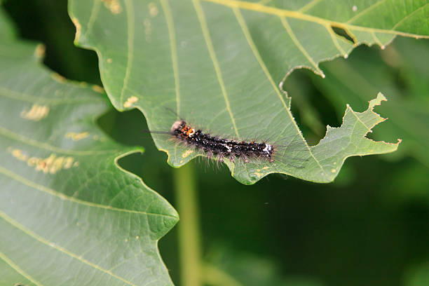 istock Hairy Caterpillar on a Green Leaf 2229218144