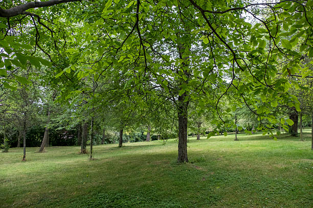 istock Forest on Petrin Hill in Prague, Czech Republic 2229218238
