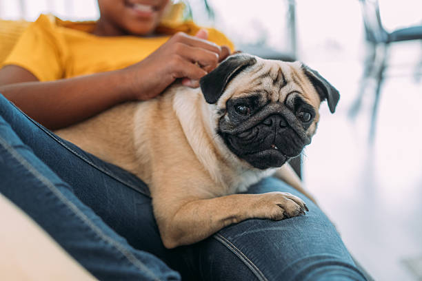 Shot of cute afro-american girl hugging her pug dog in the living room at home. Focus is on the dog.