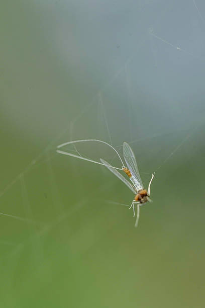istock A delicate mayfly caught helplessly in a nearly invisible spiderweb, a moment of vulnerability in nature. 2229220936