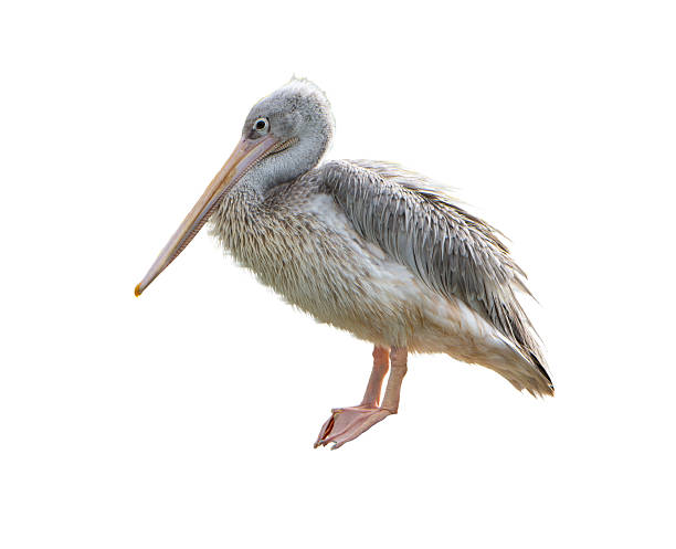istock Great White Pelican (Pelecanus onocrotalus) on white background 2229222845