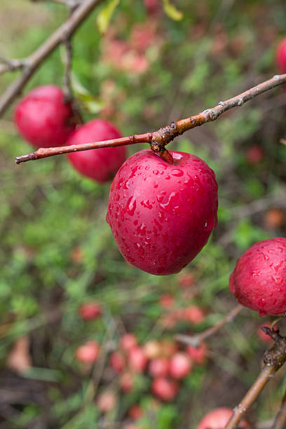 istock Apples with raindrops hang from a branch 2229223669
