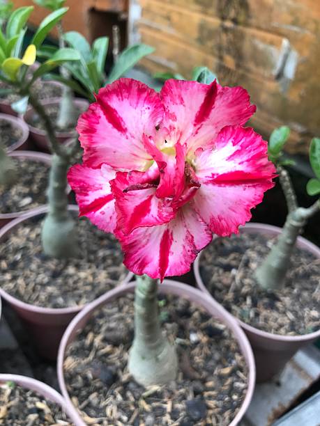 istock Pink adenium flower 2229225392