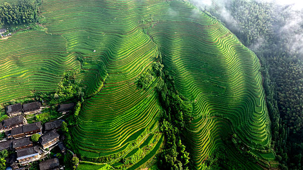 istock Guilin Longsheng Rice Terraces 2229226024