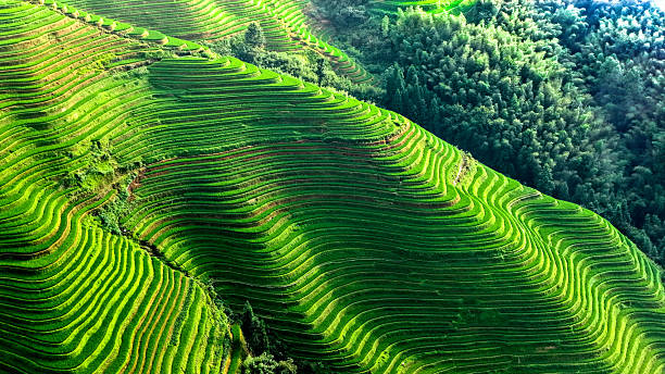 istock Guilin Longsheng Rice Terraces 2229226072