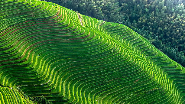 istock Guilin Longsheng Rice Terraces 2229226095
