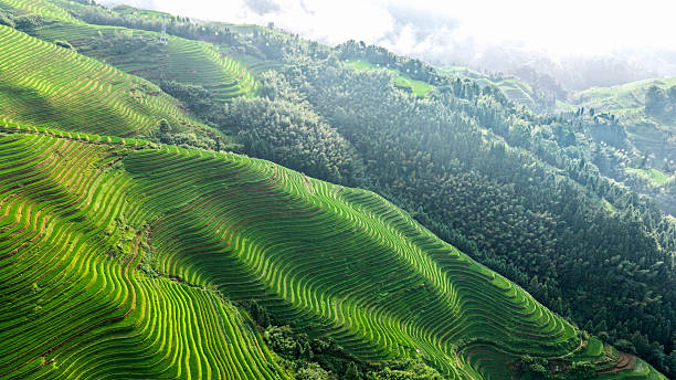 istock Guilin Longsheng Rice Terraces 2229226107