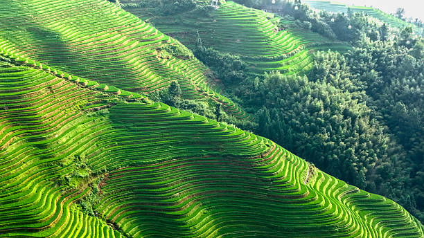 istock Guilin Longsheng Rice Terraces 2229226122