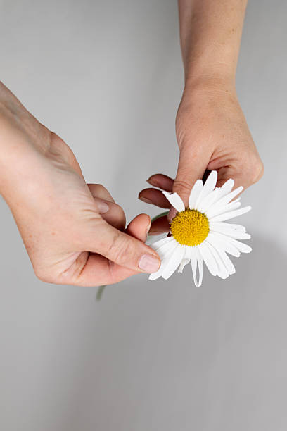 Tear off Petals for Divination Using a Daisy Flower in a Quiet Indoor Setting