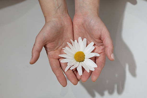 Woman with red manicure holding a bouquet of yellow daisies outdoor on white background. Copy spase for text Summer concept
