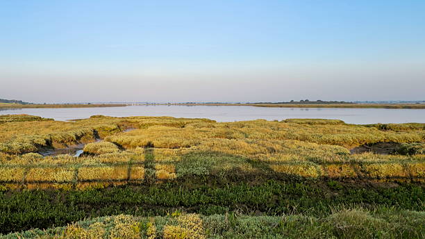 istock Scenic Marsh Landscape Under Clear Blue Skies with Abundant Vegetation 2229227488