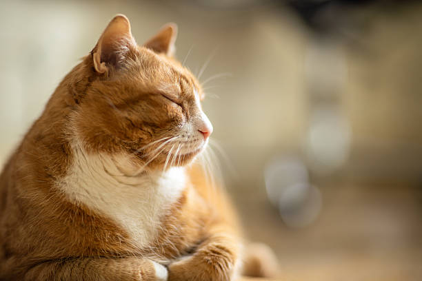 Peaceful Ginger Senior Cat Resting Indoors with Eyes Closed