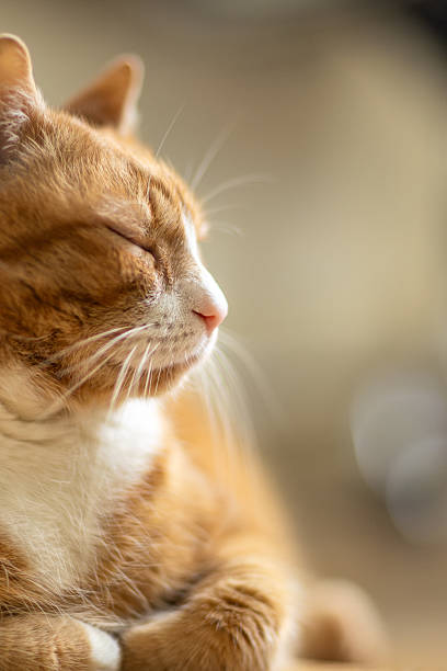 istock Peaceful Ginger Senior Cat Resting Indoors with Eyes Closed 2229228375