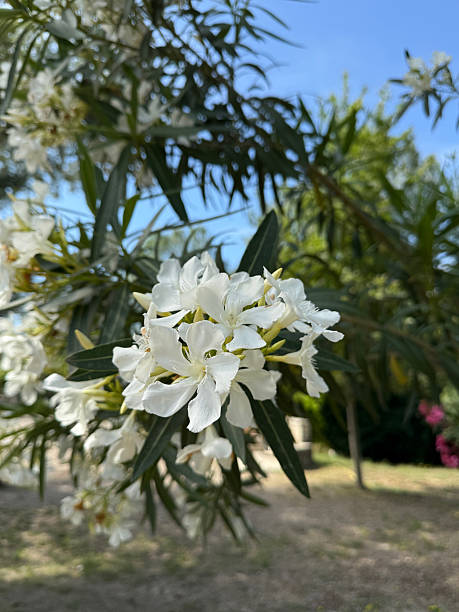 istock Cluster of white oleander flowers 2229229090