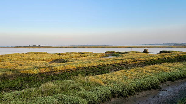 Scenic Marsh Landscape Under Clear Blue Skies with Abundant Vegetation