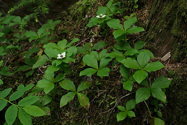 istock Wildflowers in a temperate rain forest 2229230366