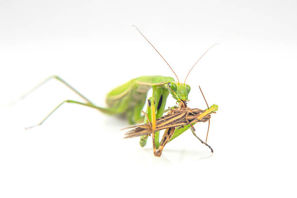 praying mantis eats a grasshopper close-up on a white background. Hunting in the world of insects. Prey for eating insects