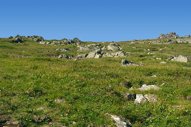 summer mountain tundra on a high mountain plateau