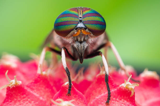 istock The eyes of a fly 2229233014