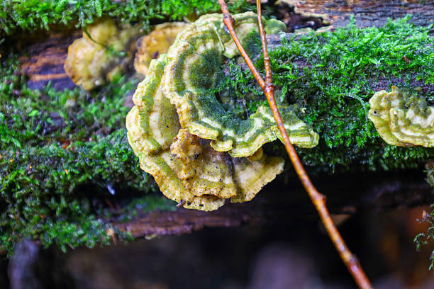 A tinder fungus with wavy edges growing on an old, moss-covered tree. Its green-yellow layers and distinct texture highlight the microcosm of the forest ecosystem.