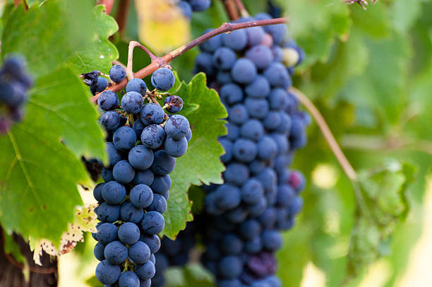 istock Ripe red grapes in a vineyard. Grapes ready to be harvested 2229234704