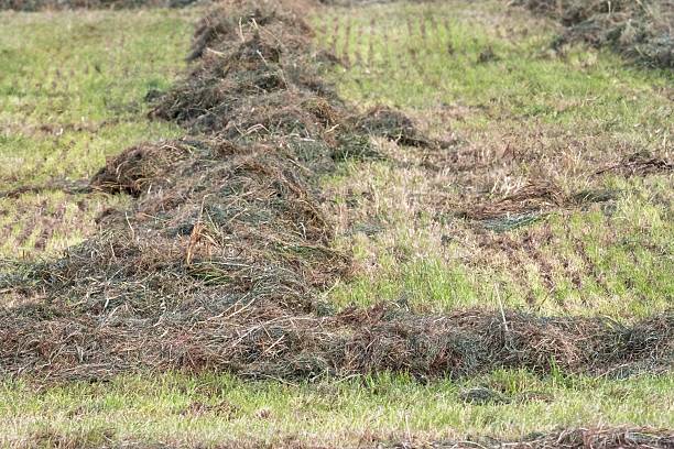 istock Freshly cut grass drying in the sun for haymaking 2229236001