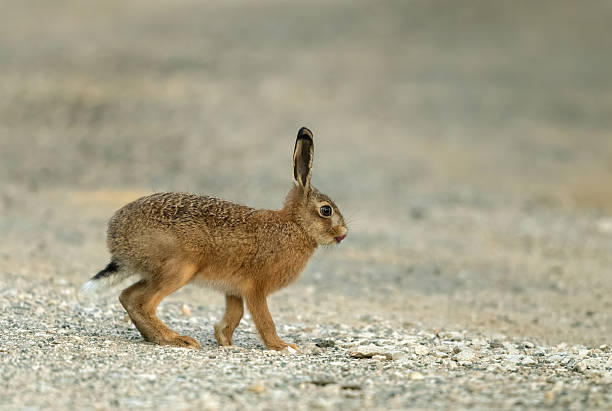 Young European hare (Lepus europaeus) walking on gravel stones.