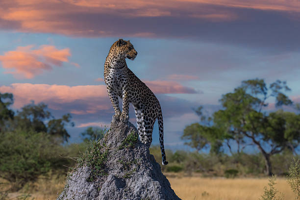 istock Africa wildlife. Panthera leopard, Panthera pardus, levhart, predator native Africa, Botswana 2229237191