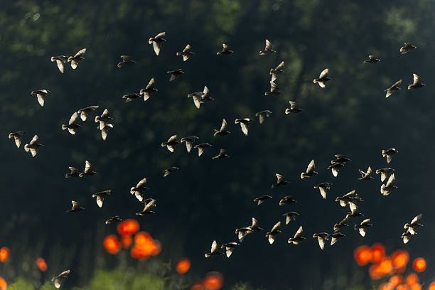 A flock of common starlings (Sturnus vulgaris) flying against the sunlight.
