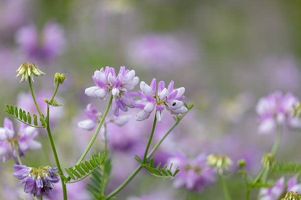 Close shot of flowering Securigera varia (synonym Coronilla varia), commonly known as crownvetch