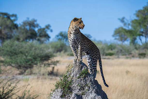 istock Africa wildlife. Panthera leopard, Panthera pardus, levhart, predator native Africa, Botswana 2229238079