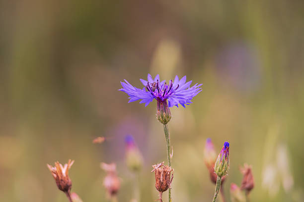 Blue cornflower - Centaurea cyanus in a meadow. Insects crawling on the flower