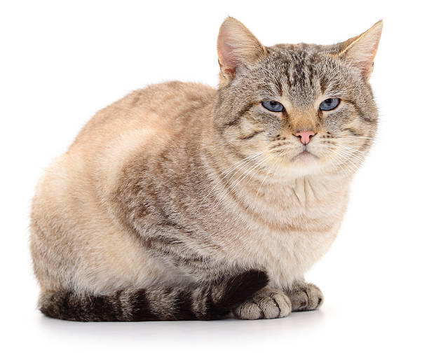 istock Blue-eyed domestic cat sitting on white background 2229242128
