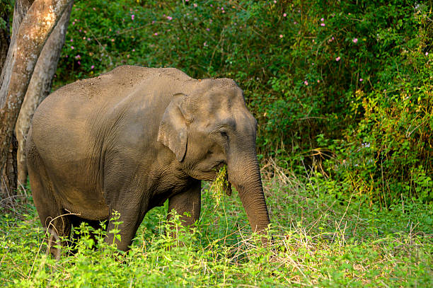 istock Asian Elephant Feeding in Forest Clearing, Bandipur National Park 2229242229