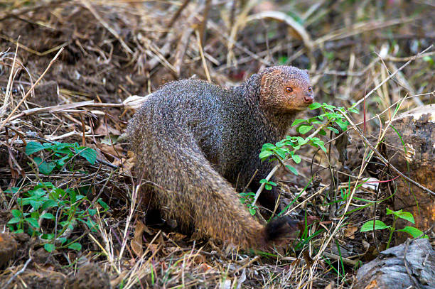 istock Indian Grey Mongoose in Underbrush, Bandipur National Park 2229242339