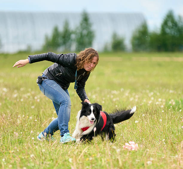istock Border Collie dog starting on training at lure coursing 2229242616
