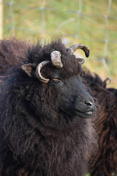 istock Four Horned  Black Hebriddean Sheep Profile 2229244478