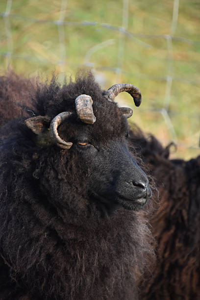 istock Multi Horned Black Hebriddean Sheep in Scotland 2229244482