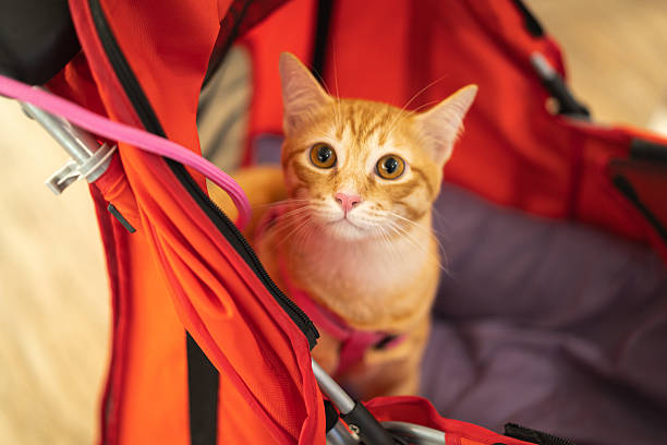 istock Curious friendly orange cat sits in pet stroller ready for shopping trip at mall. adorable feline has wide eyes and an alert expression looking at camera 2229246026