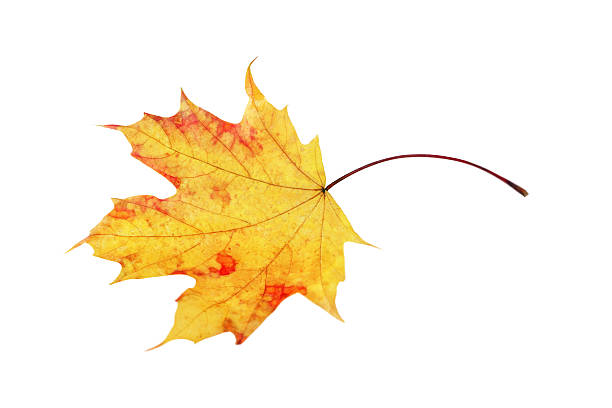 one autumn maple yellow leaf with red spots is isolated on a white background