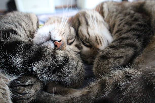 istock Two tabby cats snuggle closely together. 2229247819