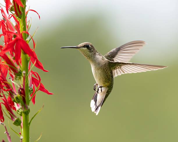 istock Hummingbird Hovering Near Red Flowers 2229248454