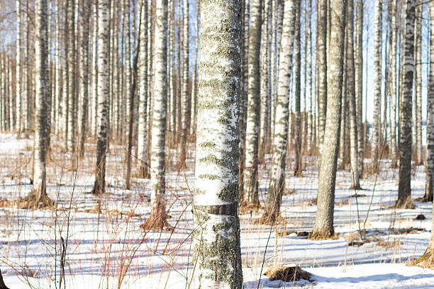 Holidays in Rovaniemi