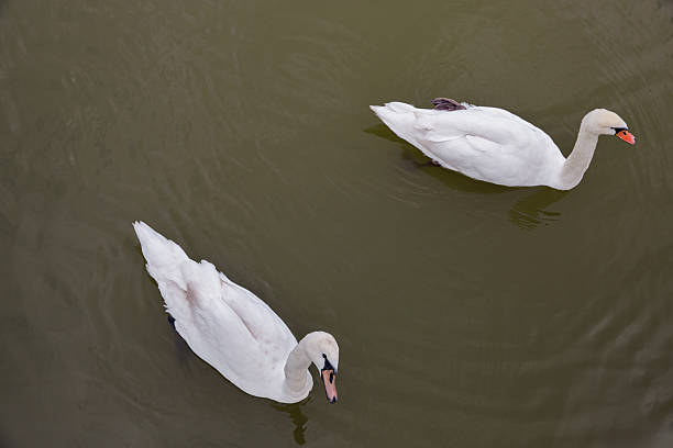 Pair of elegant white swans gliding smoothly across calm greenish water, creating gentle ripples in a peaceful and serene natural scene.