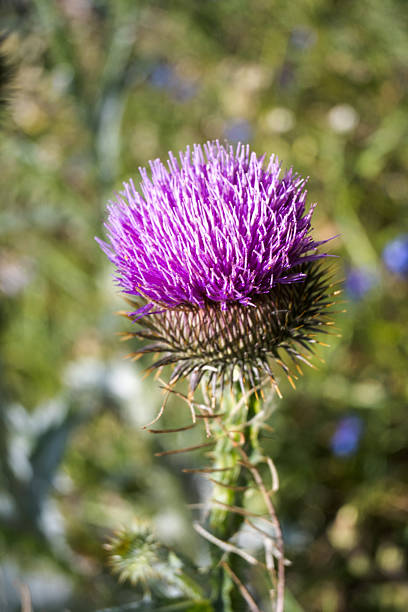 Thistle flower, field weed, gardening.