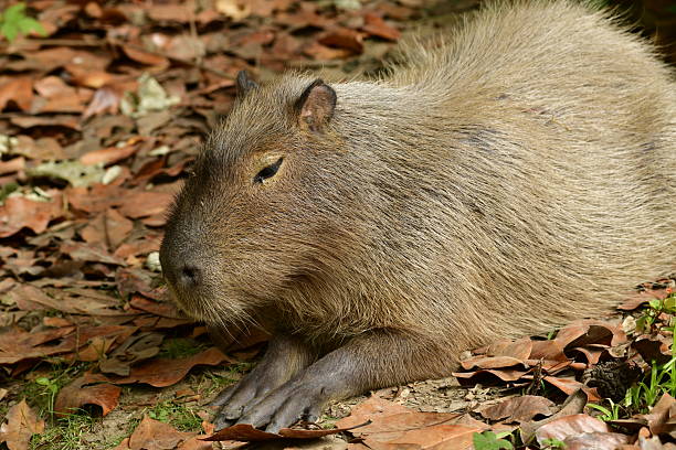 A capybara, a large rodent native to South America, sits outdoors in a park-like setting.  The capybara appears relaxed and calm, with its natural brown fur.  This photo captures the beauty and tranquility of wildlife in a natural environment.