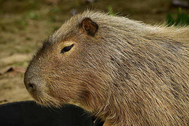The largest rodent.