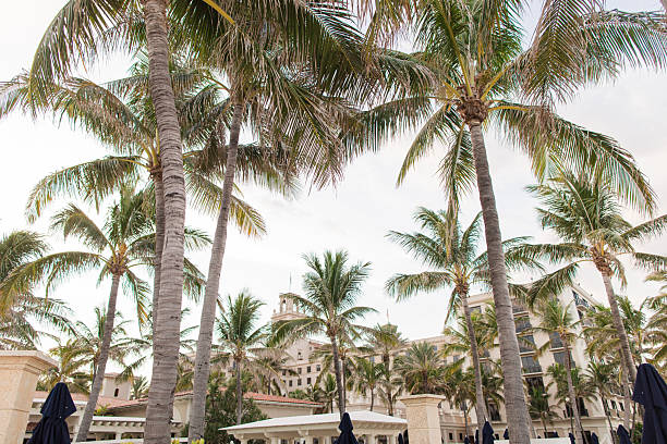 Palm Trees Under a Cloudy Sunset Sky Over the Palm Beach, Florida Seashore, Summer 2025