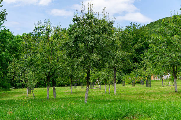 istock Young orchard on a green meadow, surrounded by trees and hills under a blue sky 2229262886