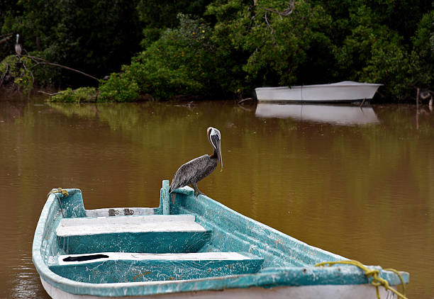 A brown pelican, Pelecanus Occidentalis, sitting on a bright aquamarine painted fisherman boat in the middle of muddy watered lagoon. Taken near Puerta Vallarta, Mexico.